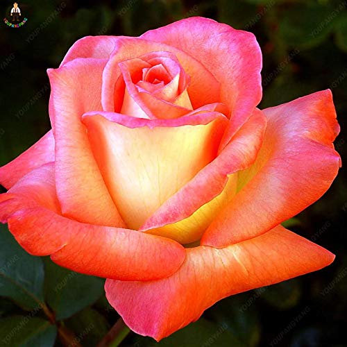 SVI Fresca 100pcs SEMILLAS Rosas flores para plantandoluz roja