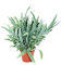 Exotenherz - Goldtüpfel-Farn Blue Star, Phlebodium aureum, 17cm
