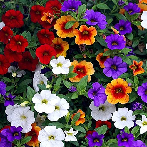 LNuyoah 200Pièces graines de pétunia mélangées exotiques vivaces fleur ornementale fleurs colorées décorer la cour du jardin créer de beaux paysages de jardinage