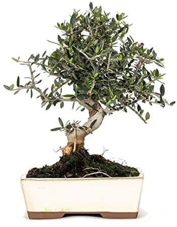 DECOALIVE Olea Europaea Sylvestris Bonsái Olivo Silvestre Olea Oleaster