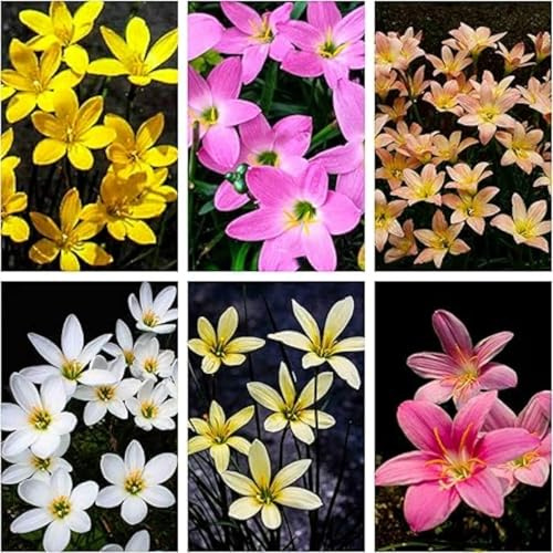 Lirio De Lluvia Zephyranthes CáNdida Bulbos Bulbos De Lirio De Lluvia PlantacióN Al Aire Libre Resistente Al FríO Y De Bajo Mantenimiento.-5bulbs-I