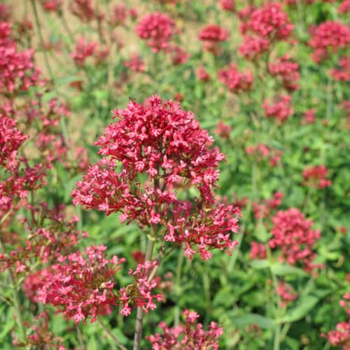 Rote Spornblume Centranthus ruber Coccineus – 60 Pflanzen – Sommerblühende Staude für Sonne & trockene Standorte – Insektenfreundlich für Beet & Steingarten – 10-25cm – Ø9cm