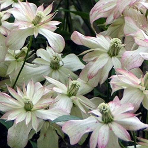 Clematis Montana 'Marjorie' - Waldrebe 50-60 cm Pflanzcontainer
