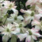 Clematis Montana 'Marjorie' - Waldrebe 50-60 cm Pflanzcontainer