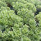 250 pcs sedum bodendecker samen - kräuterlinge pflanzensamen,Sedum Spectabile, deko wohnzimmer modern kräuter pflanzen dekopflanzen kräuterbeet indoor garten geschenk küchenkräuter