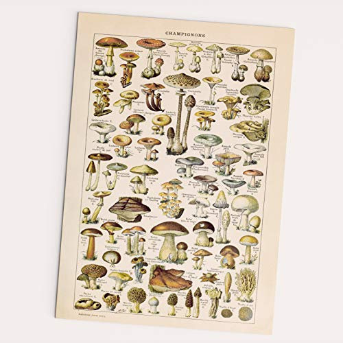 FOLLYGRAPH Champignons Poster - Vintage, Pilze Bild, Wald, Pflanzen (30x40cm)