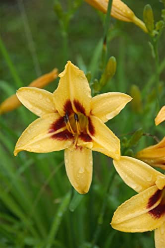 Hemerocallis 'Bonanza' 11x11 cm Topf – Winterhart, Mehrjährig, Pflegeleicht – Taglilie – Staude für Beet & Rabatte