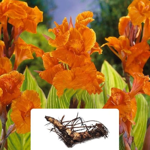1 Canna Greenleaved Pretoria – Summer-Flowering Perennial Bulb – Perfect for UK Gardens – Thrives in UK Climate Conditions