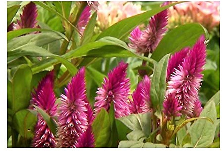 Stk - 10x Celosia argentea Fuchsschwanz Garten Pflanzen - Samen ID199 - Seeds & Plants Shop by Ipsa