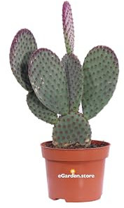 Pianta di Opuntia Microdasys Fico d'India Microvilloso pianta grassa ornamentale varie colorazioni pianta vera da interno o esterno venduta da eGarden.store (Rosso v.12 cm)