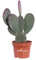Pianta di Opuntia Microdasys Fico d'India Microvilloso pianta grassa ornamentale varie colorazioni pianta vera da interno o esterno venduta da eGarden.store (Rosso v.12 cm)
