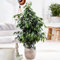 Weeping Fig Large Indoor House Plant Real Ficus Danielle Evergreen Tall Plants (50-60cm incl. Pot)