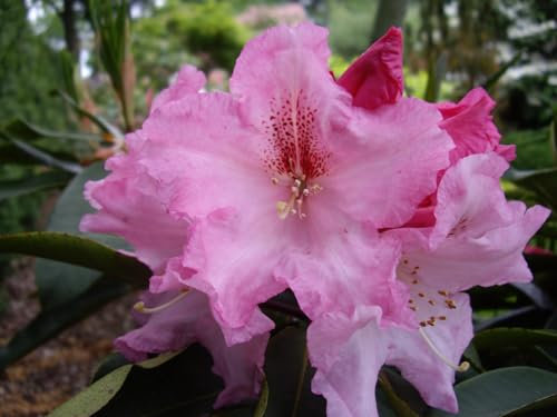 Rhododendron Hybride Katavi - Großblumige Alpenrose 40-50cm