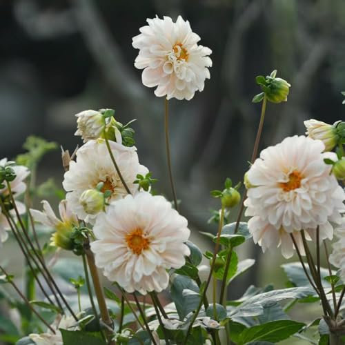 2 pcs dahlien knollen kaufen - dahlien zwiebeln - kübelpflanzen balkon beet Dahlia Dahlie zwiebel blumenzwiebeln mehrjährig winterhart, blumen geschenk zwiebel winterharte pflanzen,