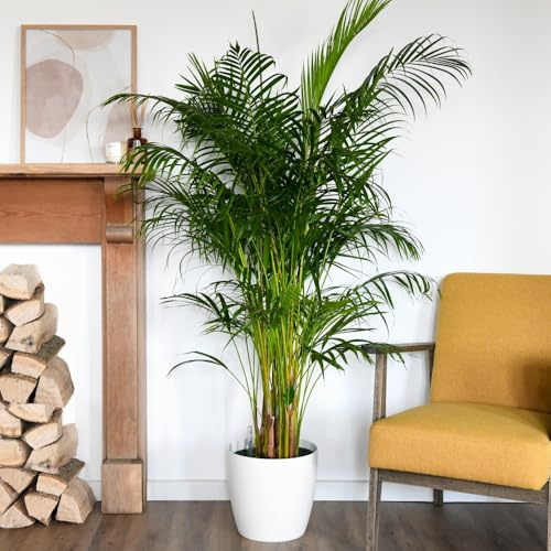 Bamboo Palm Dypsis Lutescens | Elegant Indoor House Plant | Tropical Foliage Plant | Low Maintenance, Air-Purifying | Perfect for Living Room & Conservatory 9cm Pot x 4 by Thompson & Morgan