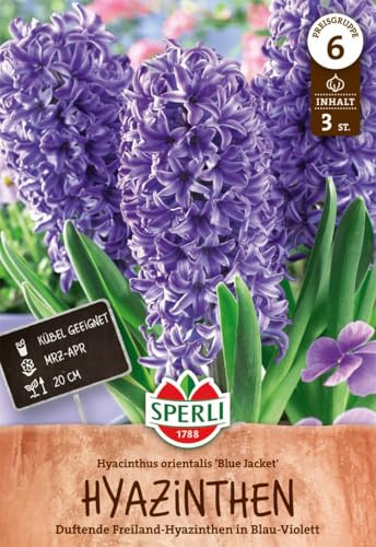 Sperli 450491 Hyazinthe Blue Jacket (4 Stück) (Herbstblumenzwiebeln)