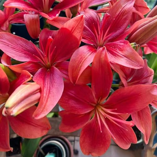 lilien winterhart balkonpflanzen winterhart blumenzwiebeln frühblüher frühlingsblumen blumenzwiebeln mehrjährig, 6zwiebeln