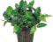 Anubias barteri var. Nana XL – Plante mère – Plante d'aquarium Vivante