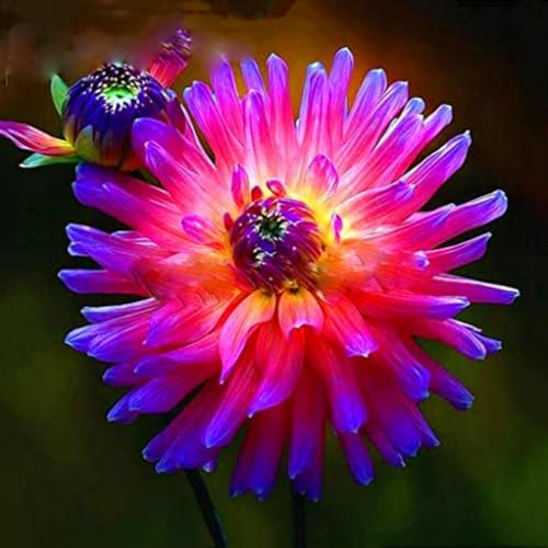 Dahlia Bulbs Mix for Planting Now UK,Dahlia tubers Bulk,Hardy Perennials,Beauty of Garden,Wedding Flowers,Gift Ready-6bulbs-F