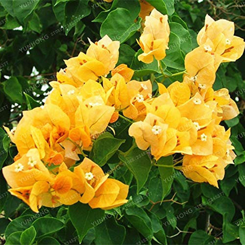 Sump Fresh 100 pcs SEMILLAS de flores de buganvilla para plantar Amarillo