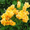 Sump Fresh 100 pcs SEMILLAS de flores de buganvilla para plantar Amarillo