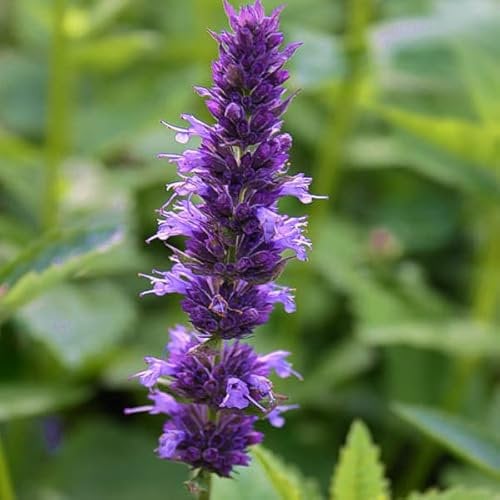 12 unidades o 1 m² Agastache Foeniculum Maceta 9x9 cm