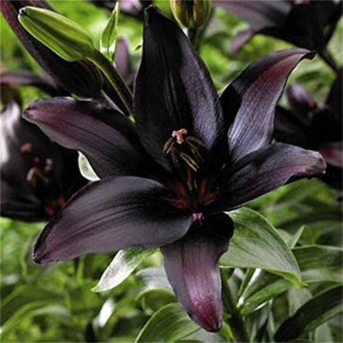 5x Lilium Lambada | Bulbi di giglio | Mix di colori |Bulbi da Fiore|venditore di fiducia- bulbi lilium gigante