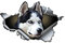 LSGGTIM Zerrissenes Husky Autoaufkleber, 2 Stück Reflektierende Aufkleber PVC Hund Sticker Auto Logo Aufkleber Tier Muster Karosserie wasserdichte Aufkleber für Autofenster LKW Kühlschrank-13cmx8cm