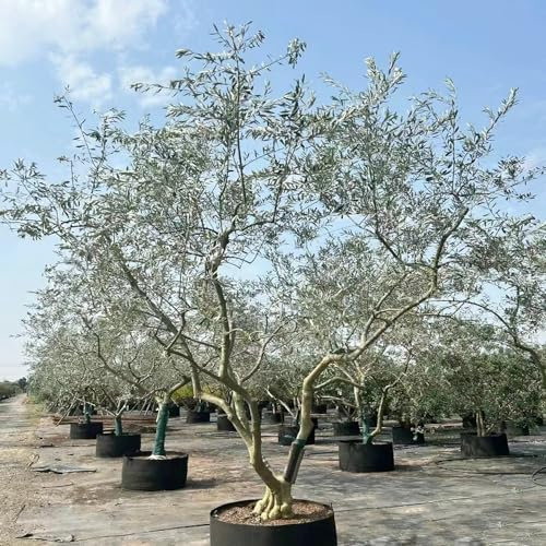 20 pcs olivenbaum samen winterhart bio saatgut olivenbäume spalierobst dachbegrünung zimmerpflanze wildkräuter samen winterfeste pflanzen für balkon obst samen winterharte kübelpflanzen