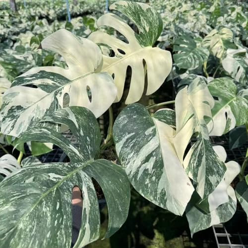 50 pcs Monstera Variegata Samen Seltene Pflanzen, Winterharte Pflanzen Für Garten Monstera Deliciosa Samen Echte Pflanzen Für Drinnen, Topfpflanze Zimmerpflanzen, Winterharte Balkonpflanzen