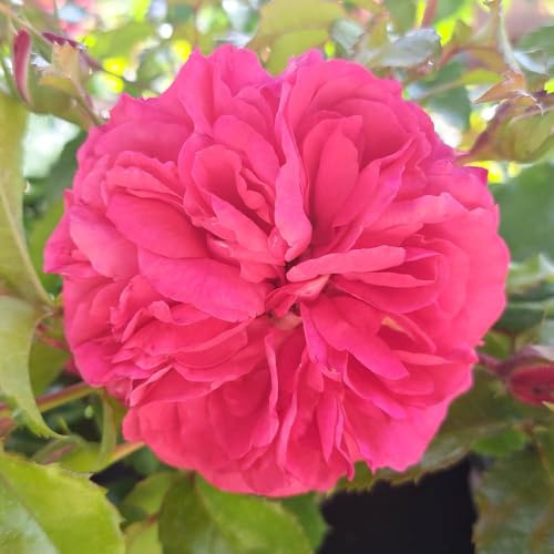 Harkness Roses 'Jane Austen's Persuasion' ® Rose in 4 Litre Pot, Established Plant, Ready to Grow, Deep Pink Scented Floribunda Ready to Plant