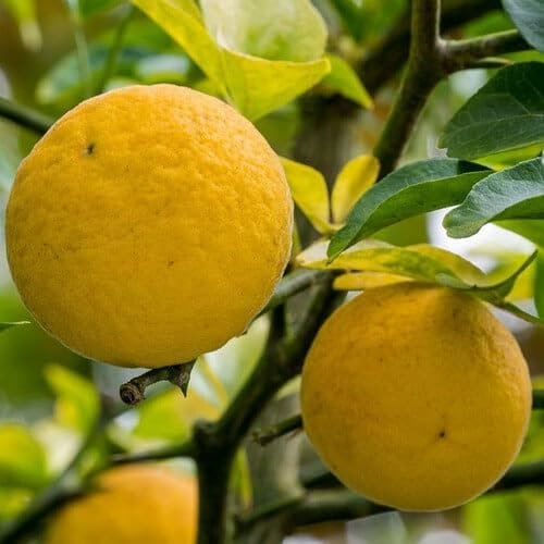 Plant World Seeds - Citrus Trifoliata Seeds (Tree & Shrub Seeds)