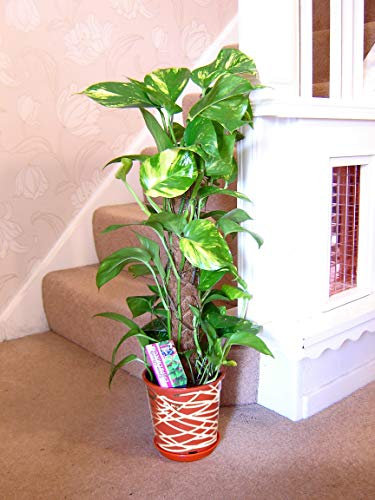Large Traditional Evergreen House Plants in Pot with Metallic Interweave Line Decoration - Devil’s Ivy