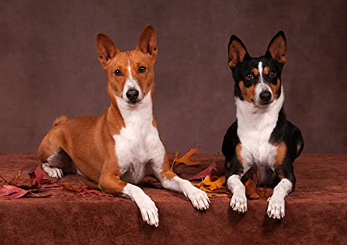 CALVENDO Poster 42,0 x 29,7 cm Querformat Ein Motiv aus dem Kalender Faszinierende Basenjis, Poster DIN A3 quer| Bilder, Kunstdruck, Wandbild, Wanddeko, Prints ohne Rahmen