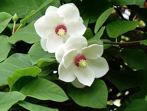 Sommer-Magnolie Magnolia sieboldii Pflanze 5-10cm Siebolds Magnolie Rarität