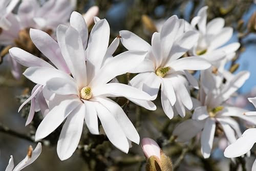 1st. Stern-Magnolie ‘Royal Star’ 60-80cm im großem Topf