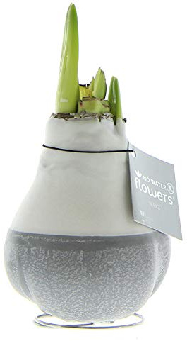 Amaryllis in Wachs Dipz Grau | 1 Stück | Zimmerpflanze | Rot | 100% Blütegarantie | QFB Gardening