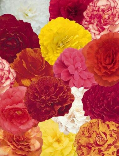 40 Pelleted Seeds of Flower Begonia Nonstop Mixed F1 Large Pack