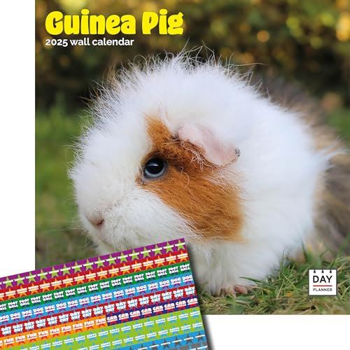 Meerschweinchen Kalender 2024 | Quadratischer Wandkalender | 16 Monate | Dayplanner Publishing