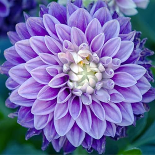 Dahlien zwiebeln,Winterharte MehrjäHrig,Dalienknollen Winterfest bienenfreunlich,Dahlien Knollen winterhart,Seltene Pflanzen,dahlien knollen großblumig,dahlienknollen kaufen.-2 zwiebeln-O