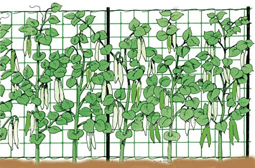 Stocker 4580 Rambling Netz 2 x 50 Meter für Pflanzen und Gemüse in Garten und Garten