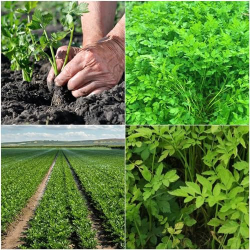 500 pcs kressesamen gemüse kresse samen pflanzensamen kresse samen bio stauden gartendeko für draußen stauden winterhart mehrjährig gemüsesamen alte sorten gemüsesamen samen balkon