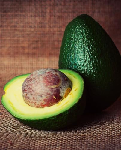 Avocado-Pflanze 'Ettinger' - gepfropfte Pflanze - im Topf Ø 18 cm - Höhe 120/150 cm