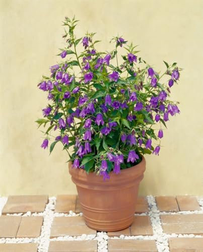 Campanula punctata 'Kent Belle' ca. 11x11 cm Topf - Glockenblume, violette Blüten, Blütezeit Juni-August, ideal für Rabatten, pflegeleicht und winterhart