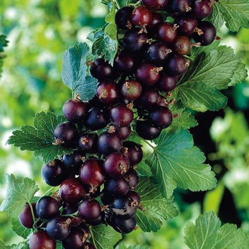 Gooseberry Currant Cross Plant Live, Edible Berry Bush, 5-9 Tall