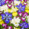 Iris Bulbos Bulbos De Iris Bulbos De Flor Iris Iris Versicolor Bulbos OtoñO Iris FáCil De Cultivar, Adecuado Para Jardineros Novatos, Largo PeríOdo De FloracióN.-8bulbs-A
