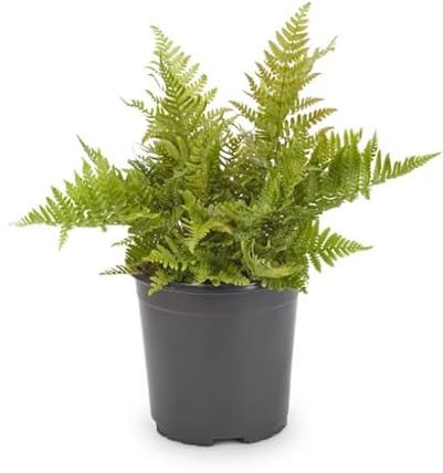 Helecho Hembra Natural Planta de Interior o Exterior