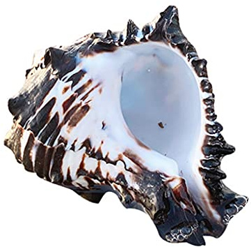 Conque océan 3-4 pouces coquillages grands coquillages naturels pour bricolage artisanat poissons d ' aquarium pour réservoir et pour les collectionneurs de coquillages décorations de coquillages
