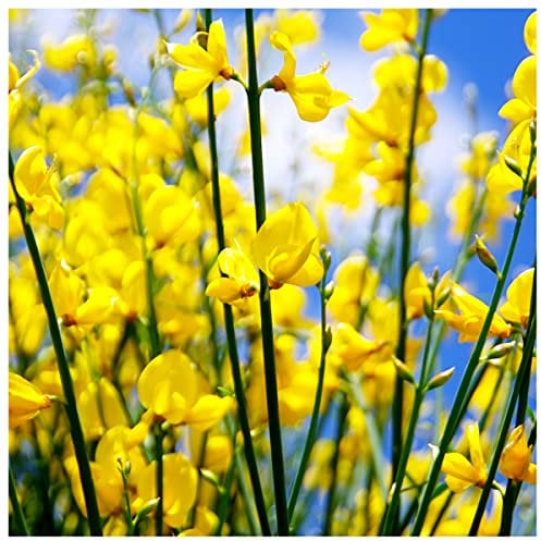 Cytisus Praecox 'Allgold' / Yellow Broom Plant in 2L Pot, Spectacular Flowers 3fatpigs®
