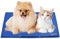 GoStock Kühlmatte für Hunde, Kühlmatte für Haustiere Ungiftiges Gel-Selbstkühlende Matte für Hunde und Katzen, Pet Cooling Mat Hund Cooler Pad für Kisten, Zwinger und Betten (65 * 50cm)
